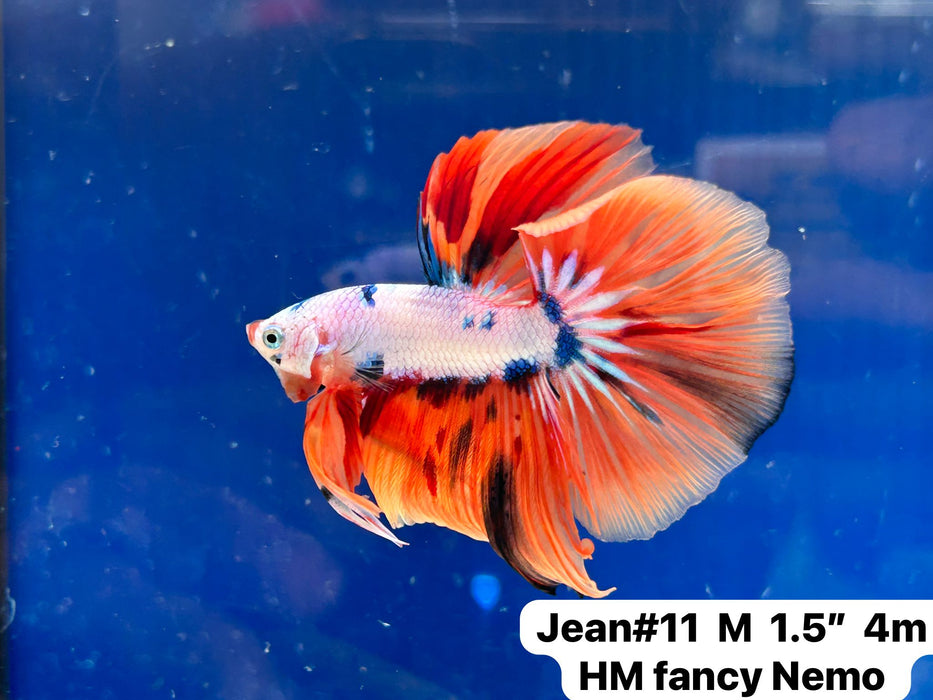 (JEAN-011) Nemo Fancy Halfmoon Male Betta