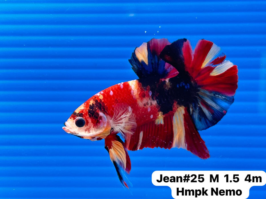 (JEAN-025) Fancy Marble Nemo Halfmoon Male Betta