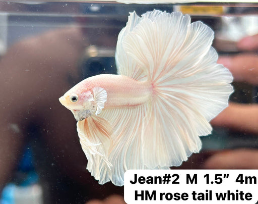 (JEAN-002) White Platinum Skyhawk Over harlfmoon feather Tail Male Betta