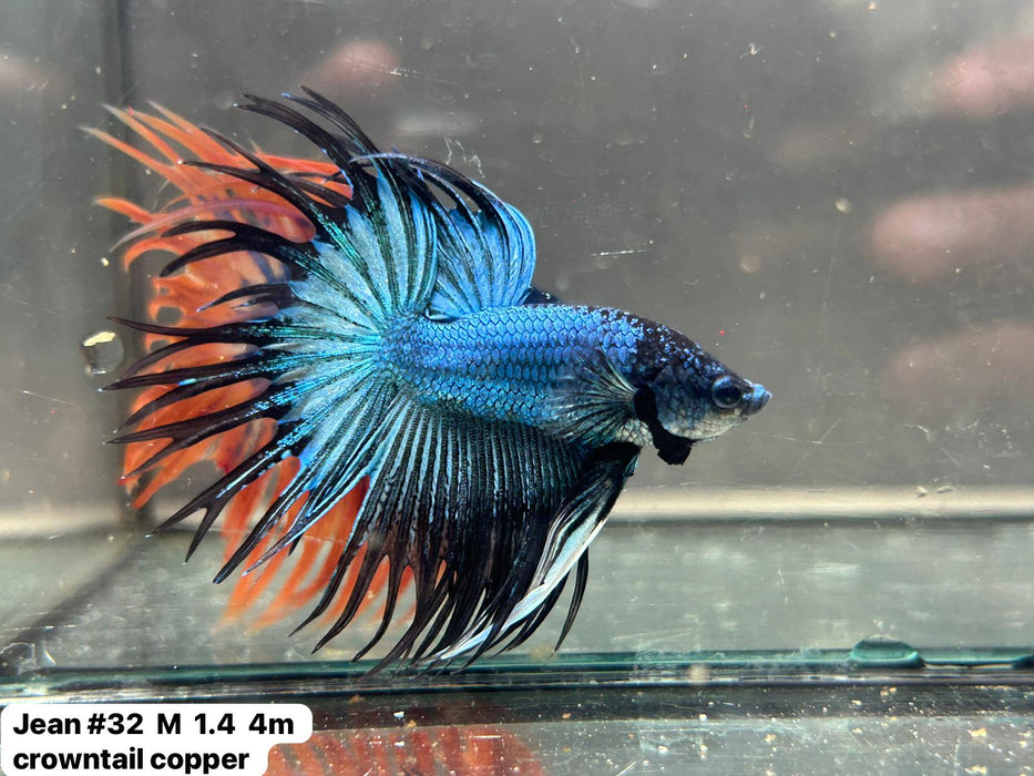 x(JEAN-32) Blue Black Butterfly Double Ray Crowntail Male Betta