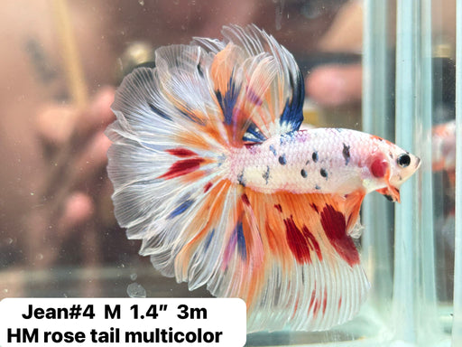 (JEAN-004) White Fancy Marble Cady Feather Tail Over Halfmoon Male Betta