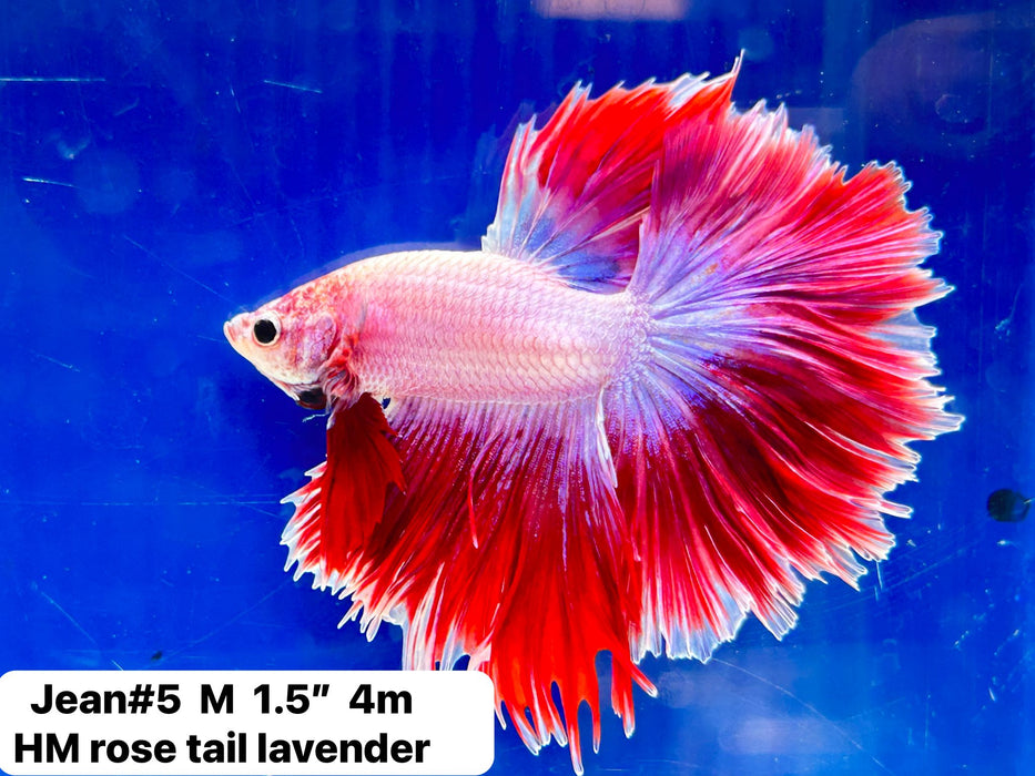 (JEAN-005) Bi Color Red Blue Fancy Rosetail Halfmoon Male Betta