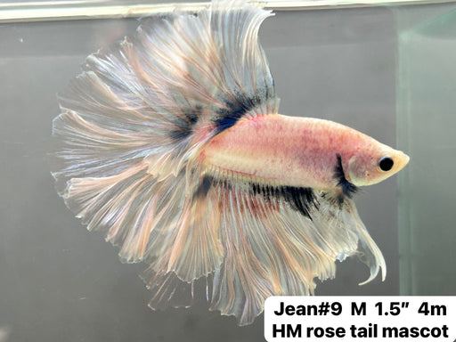 (JEAN-009) Cellophane Grizzle Mohawk Halfmoon Male Betta