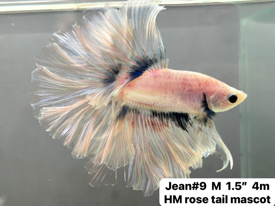 (JEAN-009) Cellophane Grizzle Mohawk Halfmoon Male Betta