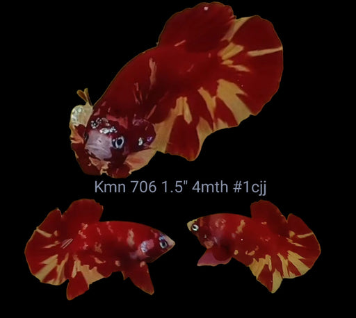 (KMN-706) Fire Nemo Plakat Male Betta