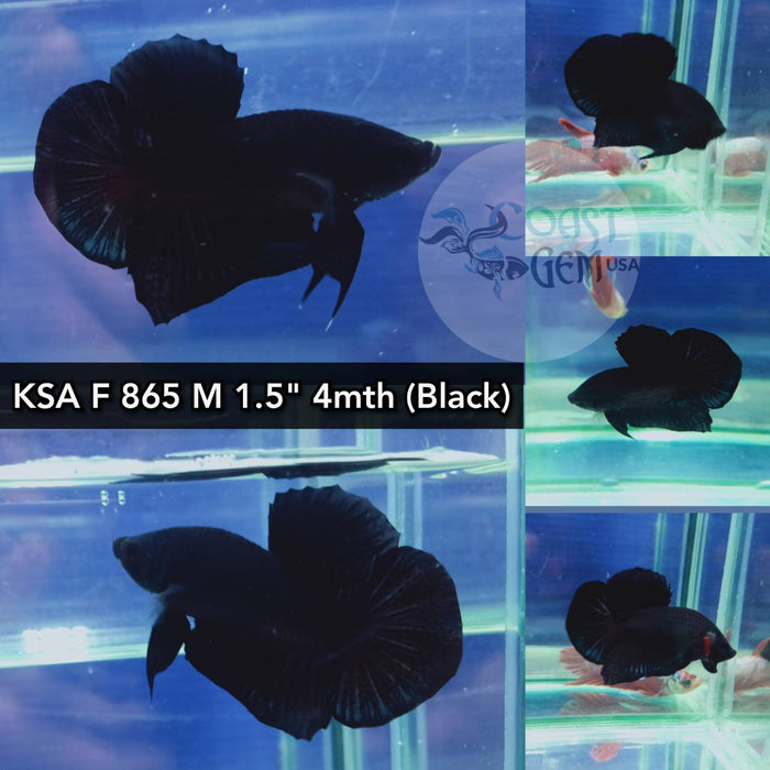 (KSA-865) Super Black Plakat Male Betta
