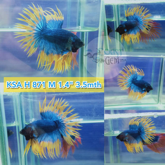 (KSA-871) Yellow Blue Fancy Crown Tail Male Betta