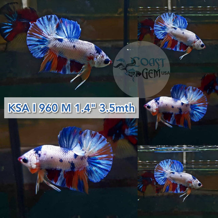 X (KSA-960)Nemo Galaxy Dragon Plakat Male Betta