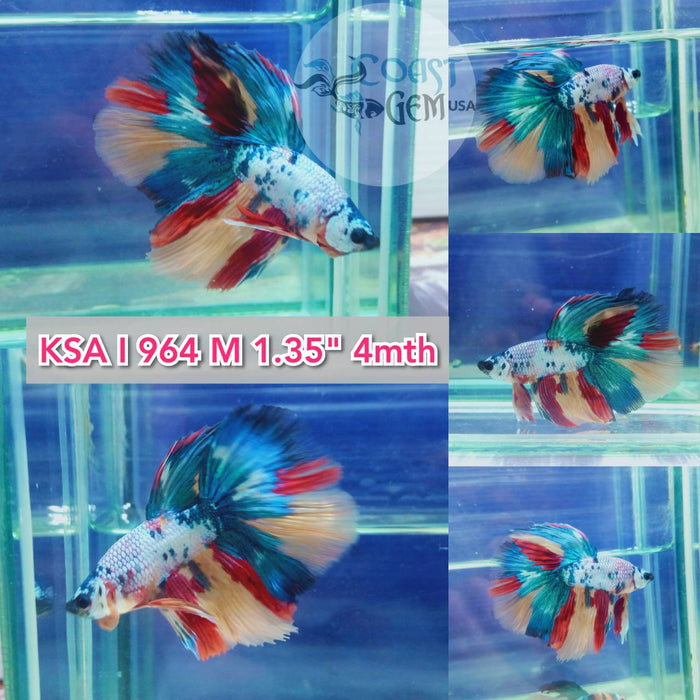 (KSA-964) Nemo Galaxy Dargon Halfmoon Male Betta