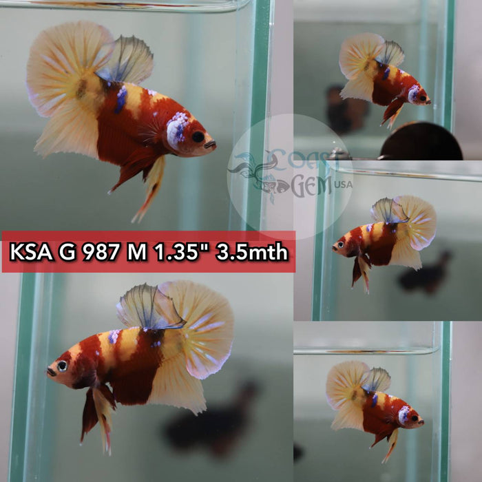 (KSA-987) Nemo Galaxy Plakat Male Betta