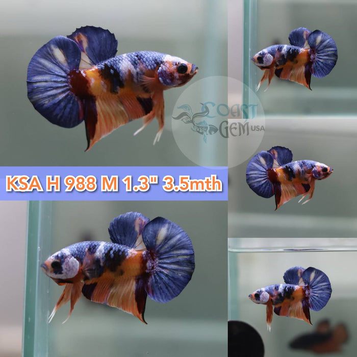 (KSA-988) Nemo Galaxy Plakat Male Betta