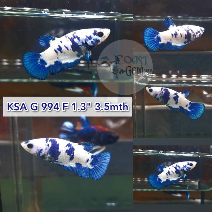 (KSA-994) Blue Marble Plakat Female Betta