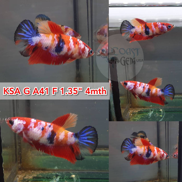 x(KSA-A41) Nemo Multicolor Plakat Female Betta