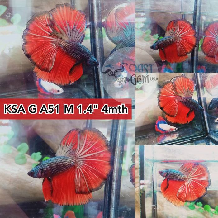 X(KSA-A51) Red Copper Classic Halfmoon Male Betta
