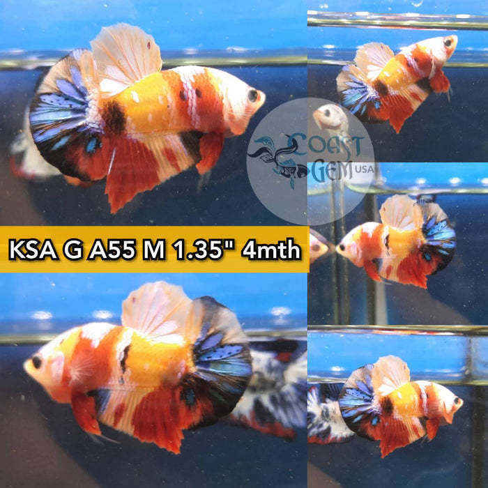 (KSA-A55) Nemo Galaxy Plakat Male Betta