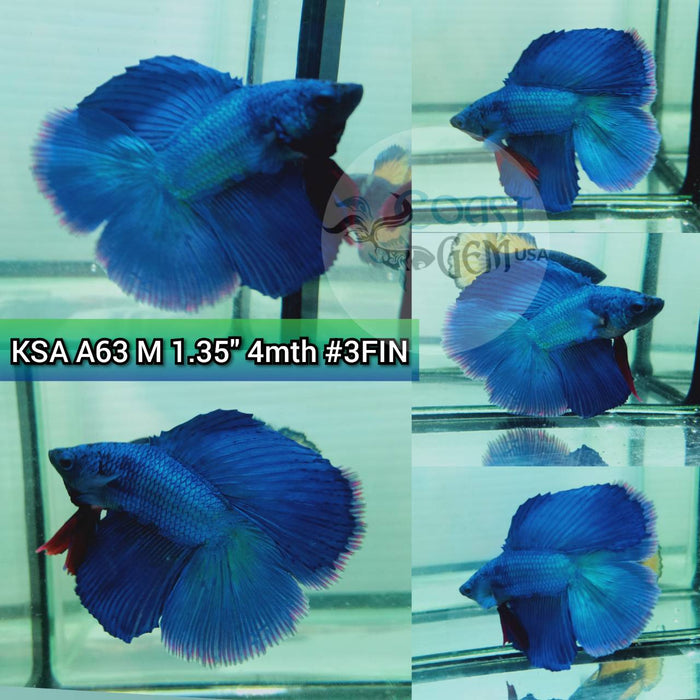 (KSA-A63) Turquoise Fancy Double Tail Halfmoon Male Betta
