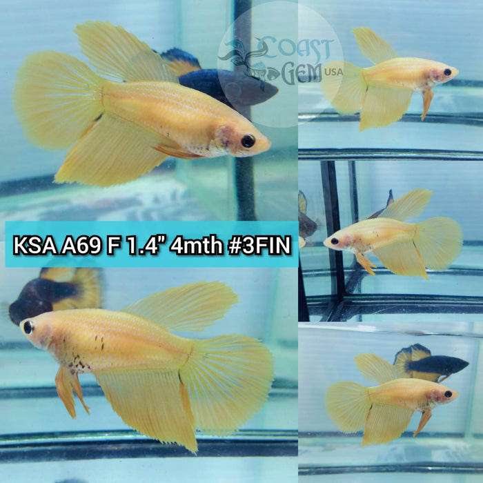 (KSA-A69) Super Yellow Halfmoon Female Betta