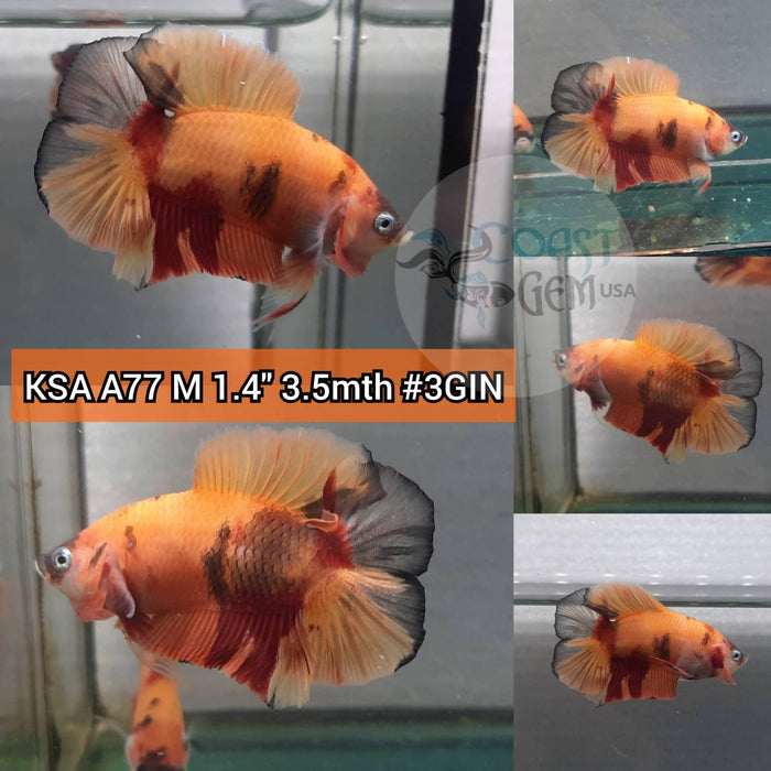 (KSA-A77) Nemo Classic Double Tail Male Betta