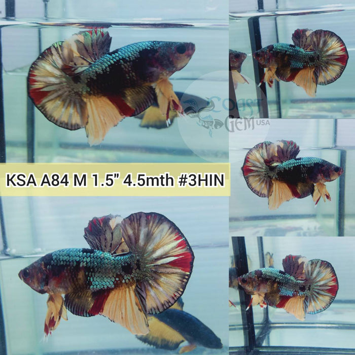 (KSA-A84) Black Copper Nemo Plakat Male Betta