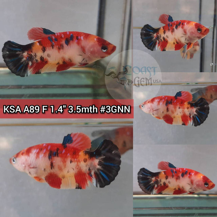 (KSA-A89) Nemo Galaxy Plakat Female Betta