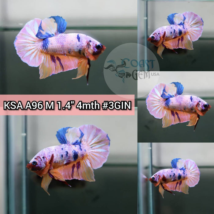 (KSA-A96) Nemo Pink Candy Plakat Male Betta