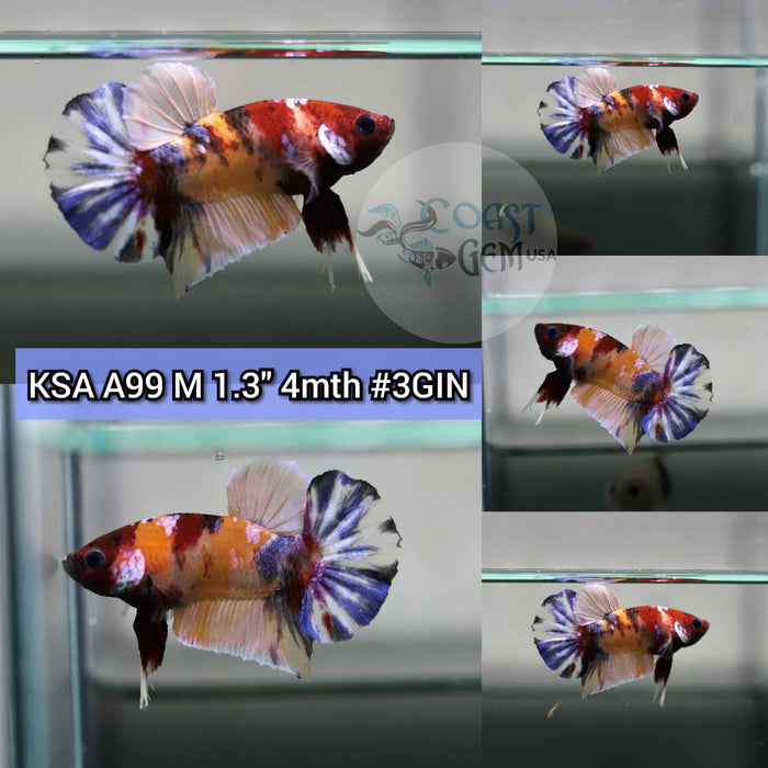 (KSA-A99) Nemo Galaxy Plakat Male Betta