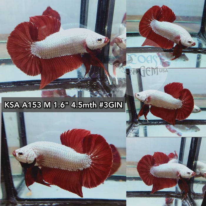 (KSA-A153) Red Dragon Plakat Male Betta