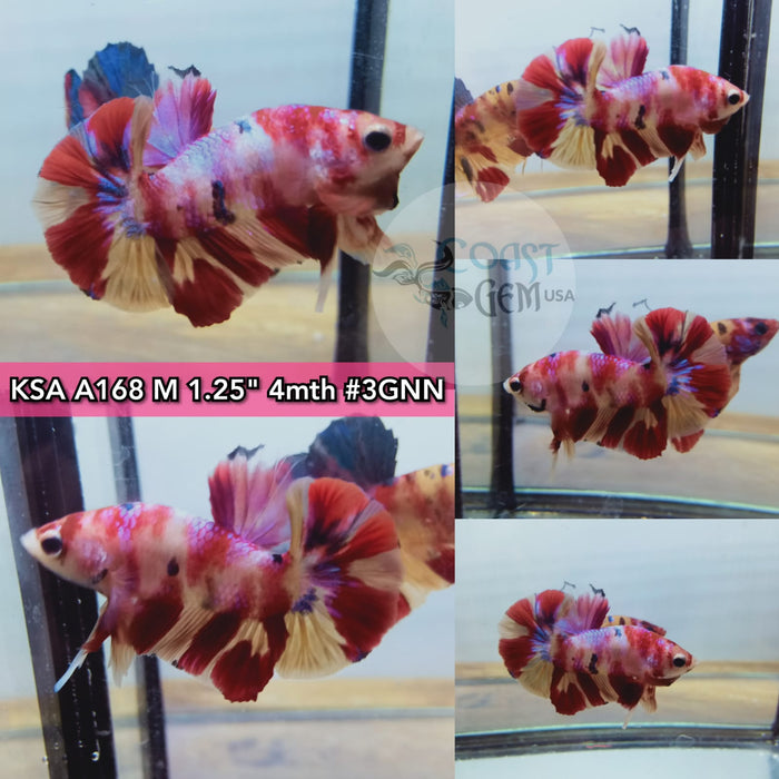 H(KSA-A168) Candy Nemo Plakat Male Betta