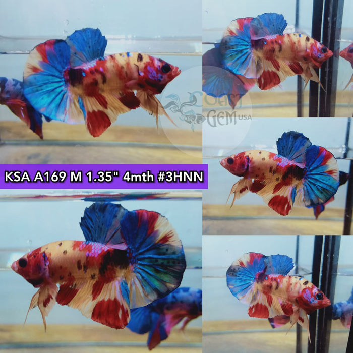 (KSA-A169) *Show Grade* Red Mask Multicolor Nemo Plakat Male Betta