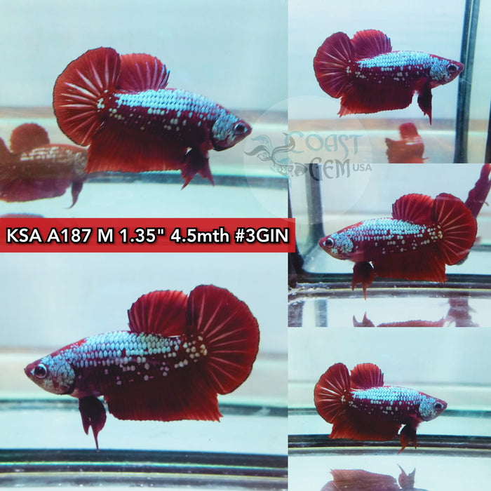 (KSA-A187) Red Samurai Plakat Male Betta