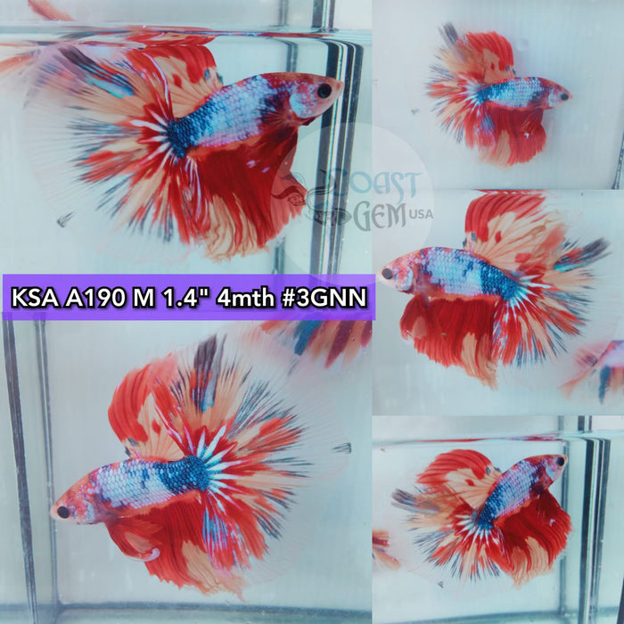 Betta Male High Grade Over Halfmoon Rosetail Candy Dragon Nemo (KSA-190) What you see is what you get!