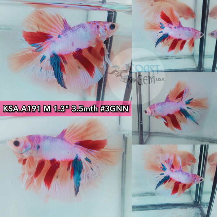 Betta Male High Grade Over Halfmoon Rosetail Pink Fancy (KSA-191) What you see is what you get!