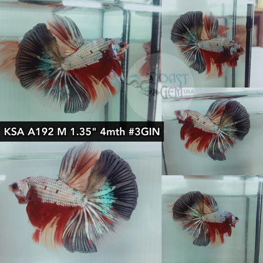Betta Male High Grade Over Halfmoon Rosetail Nemo Dragon Fancy (KSA-192) What you see is what you get!