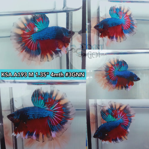 Betta Male High Grade Over Halfmoon Rosetail Mascot Blue Double Band Butterfly(KSA-193) What you see is what you get!