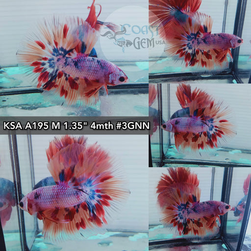 Betta Male High Grade Over Halfmoon Rosetail Polka Dot Candy (KSA-195)  What you see is what you get!