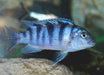 Kenyi Cichlid (Maylandia Lombardoi) 