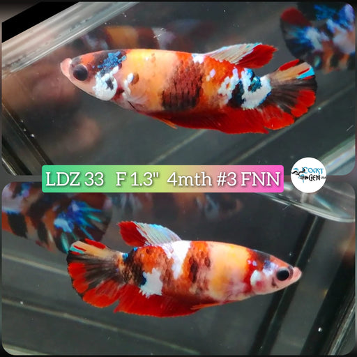 Betta Female Plakat Nemo Fancy Galaxy (LDZ-33) What you see is what you get!