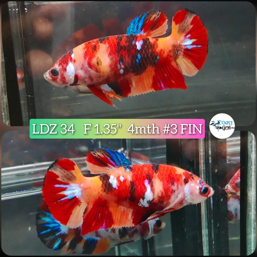 Betta Female Plakat Nemo Galaxy (LDZ-34) What you see is what you get!