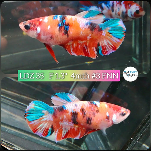 Betta Female Plakat High Grade Nemo Galaxy Fancy (LDZ-35)  What you see is what you get