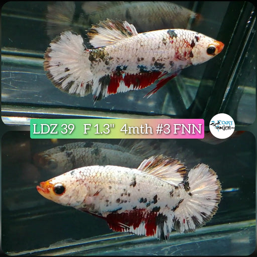 Betta Female Plakat High Grade White Copper Polka Dot (LDZ-39) What you see is what you get