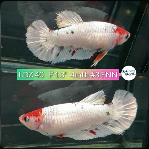 Betta Female Plakat High Grade White Platinum Tancho (LDZ-40)  What you see is what you get