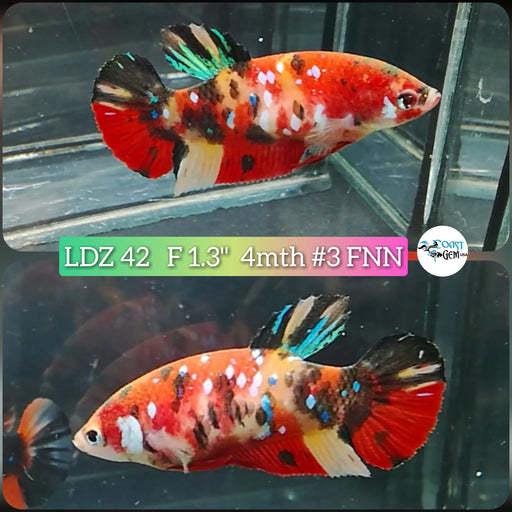 Betta Female Plakat High Grade Nemo Galaxy Fancy (LDZ-42) What you see is what you get