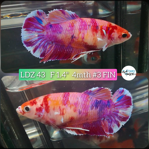 Betta Female Plakat High Grade Pink Koi Galaxy  (LDZ-43) What you see is what you get