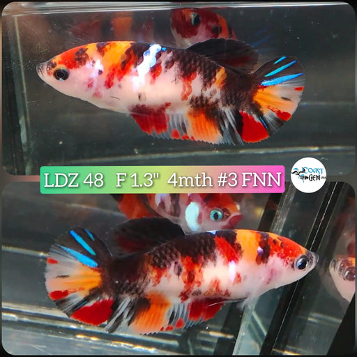 Betta Female Plakat High Grade Koi Galaxy (LDZ-48) What you see is what you get