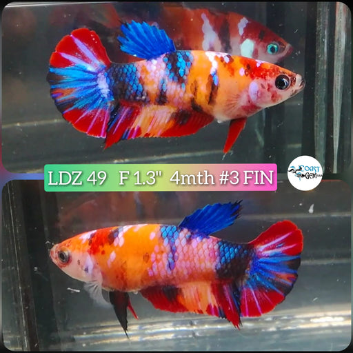 Betta Female Plakat High Grade Nemo Fancy (LDZ-49) What you see is what you get