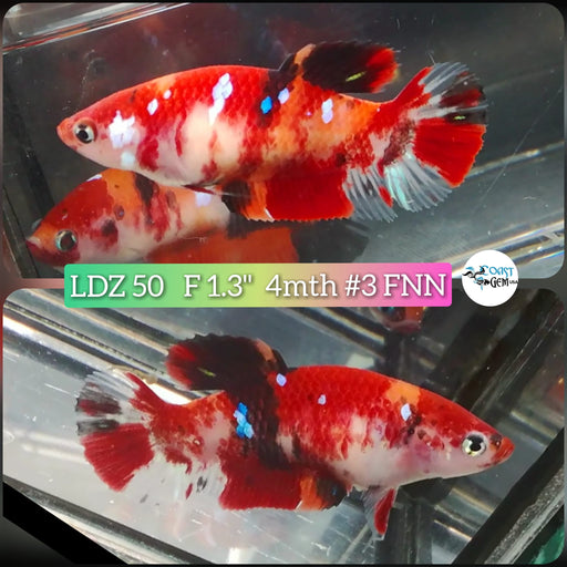 Betta Female Plakat High Grade Nemo Galaxy (LDZ-50) What you see is what you get