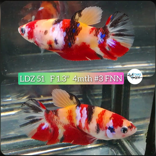 Betta Female Plakat High Grade Nemo Galaxy (LDZ-51) What you see is what you get