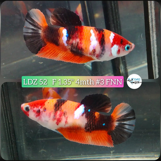 Betta Female Plakat High Grade Black Nemo Galaxy (LDZ-52) What you see is what you get