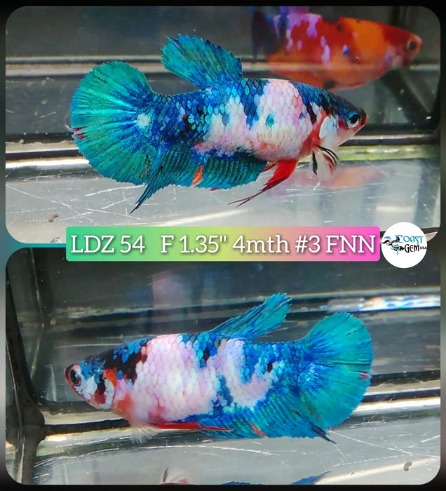 S126 Betta Female Plakat High Grade  Blue Metallic Candy (LDZ-54) What you see is what you get