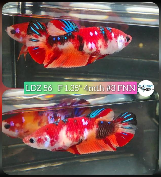 S056 Betta Female Plakat High Grade Koi Galaxy  (LDZ-56) What you see is what you get